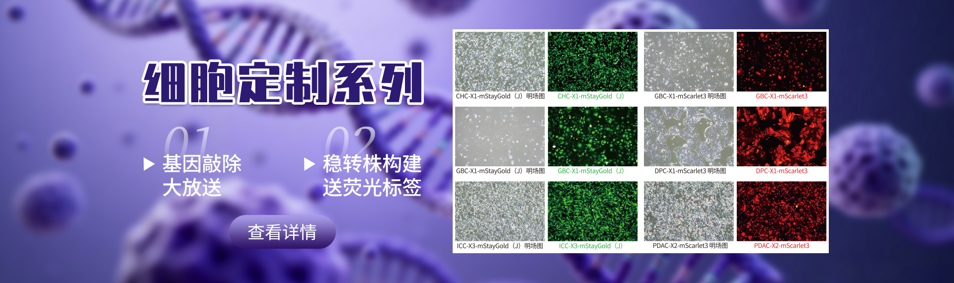 定制细胞系列图片